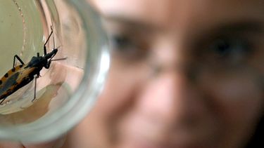 Mal de Chagas en San Juan: difundir conciencia y evitar los mitos