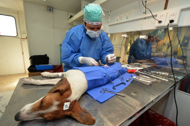 Los turnos para esterilizar las mascotas en el quirófano móvil de la provincia, ahora deben sacarse de modo online.