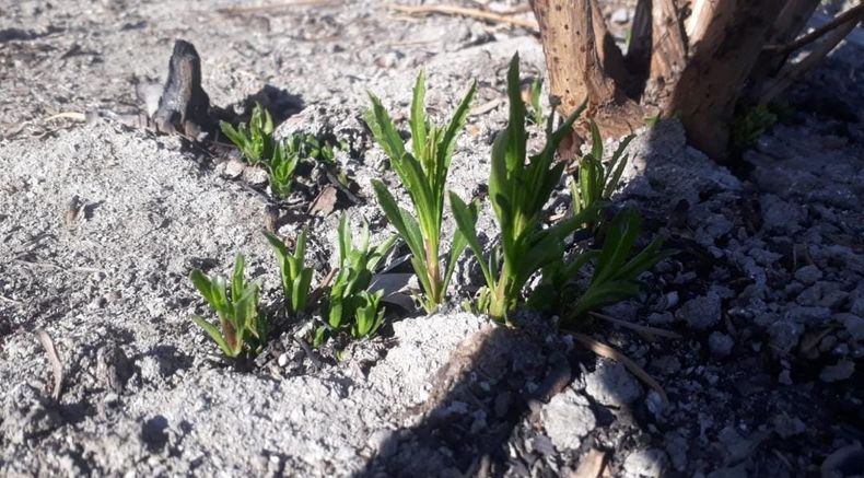 Los primeros rebrotes de Chilca que ilusionan a los guardia parque.&nbsp;