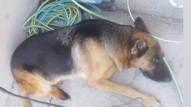 Proteccionistas sanjuaninos quieren comprar una perra ovejero alemán preñada para que no la sigan explotando