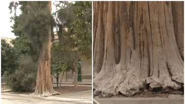 Increíble video: así se mueve el árbol que quieren erradicar de la Normal Sarmiento