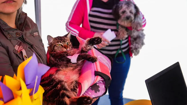 Desarrollarán un mega operativo de zoonosis en Rawson.