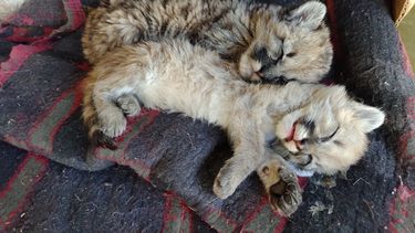 Finde frenético: aves, dos cachorros de puma y hasta un lagarto herido, rescatados por Ambiente