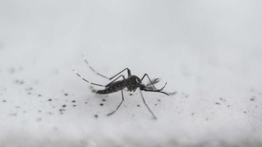 Dengue en San Juan: confirmaron un cuarto caso importado