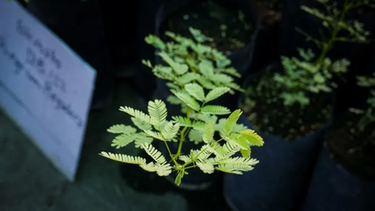 Comenzaron a asignar a los departamentos sanjuaninos los árboles que se plantará en esta temporada.