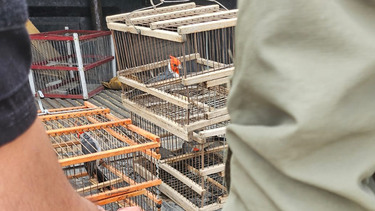 Un total de 20 cardenales copete colorado fueron entregados por San Juan a San Luis para su recuperación.