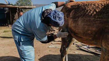 El equipo de veterinarios de la Secretaría de Ambiente trabaja con los animales quemados del Parque.&nbsp;