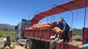 Por primera vez, San Juan enviará cebollas jachalleras a Buenos Aires