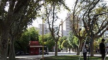 Plaza Laprida: Realizaron trabajos de reforestación de plátanos