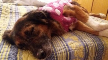 Una aerolínea perdió a su perro y se lo pagaron como si hubiese sido una valija