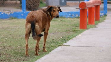 El Flaco, un perro que frenó tres robos y patrulla con la policía de Chimbas