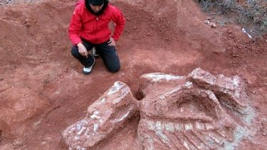 Descubren en San Juan la especie de dinosaurio gigante más antigua que habitó la Tierra