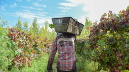 Sin eventos climáticos de peso, San Juan se encamina a una cosecha con buena producción, pero el exceso de vino en bodega y la caída del consumo complican las perspectivas para el viñatero. Sin eventos climáticos de peso, San Juan se encamina a una cosecha con buena producción, pero el exceso de vino en bodega y la caída del consumo complican las perspectivas para el viñatero.