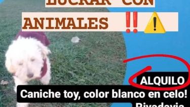 Sin corazón: un sanjuanino alquila a su caniche para criadero