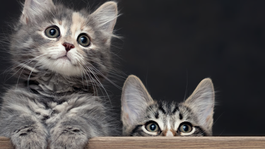 Lo más tierno que verás hoy: en el Día Internacional del Gato, cinco videos virales para festejar en su día