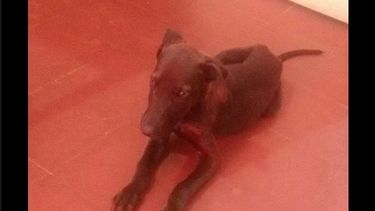 Tremendo, un grupo de adolescentes atacó brutalmente a un cachorrito