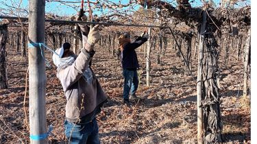 Poda en los viñedos: hay un par de concursos para premiar a los mejores podadores sanjuaninos.