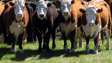 Jornadas ganaderas para productores de Valle Fértil