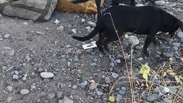 La historia de dolor de la mujer que fue estafada y terminó durmiendo en la basura