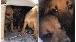 Bronca en Concepción: cuatro cachorritos fueron encerrados en una caja y tirados a un baldío