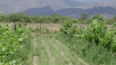 Valle Fértil ahora sorprende con sus vinos