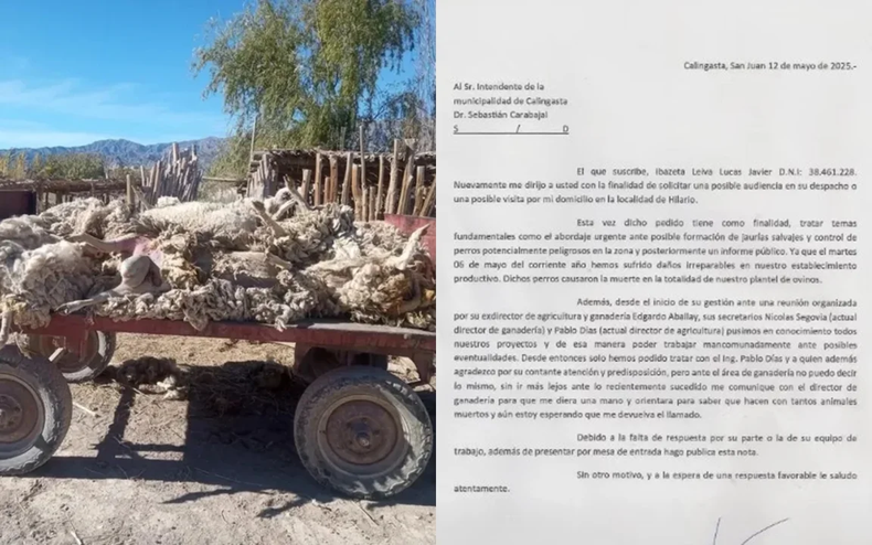Alerta en Calingasta por jaurías de perros que asesinan el ganado: se teme  también por las personas