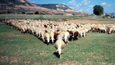 Analizan permitir el pastoreo de más animales