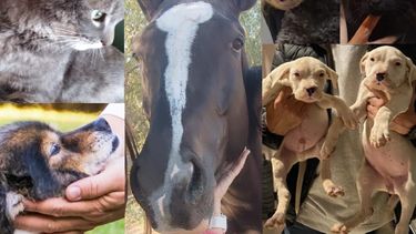 Desde firulais a caballos: las mascotas de los candidatos a gobernador