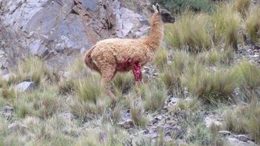 Inició una cruda campaña contra la caza furtiva