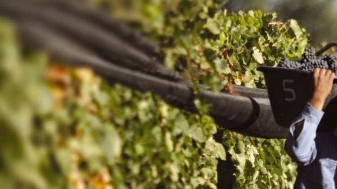 Más de 1000 viñateros y 27 bodegas adhirieron al plan de Gobierno