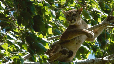 En Zonda los vecinos aseguran haber visto un puma cerca de la zona urbana (foto ilustrativa).