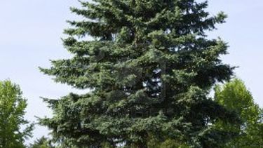 Un plan para plantar 500.000 pinos