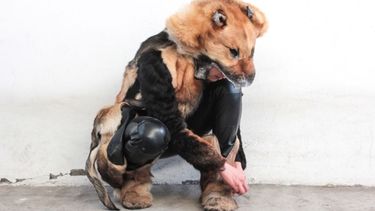 ¿Vos le comprarías?: una diseñadora mexicana crea ropa con piel de perro