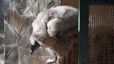 Llahue, el segundo pichón de cóndor que nació en el Faunístico y se encamina a su libertad