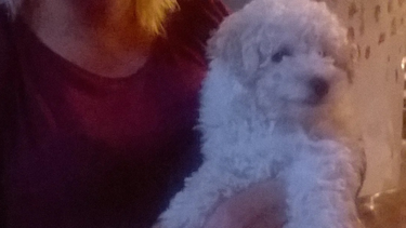 Rocky, el perro que, según la denuncia pública, fue atrapado por un aguilucho.