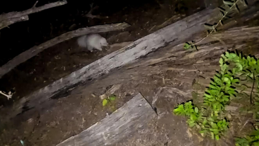 Un misterioso zorrino albino sorprende en San Juan y hace historia: es el único visto en el país