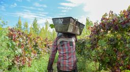 San Juan ante el acuerdo Mercosur-UE: mosto, aceite de oliva y minerales, las principales exportaciones al viejo continente San Juan ante el acuerdo Mercosur-UE: mosto, aceite de oliva y minerales, las principales exportaciones al viejo continente