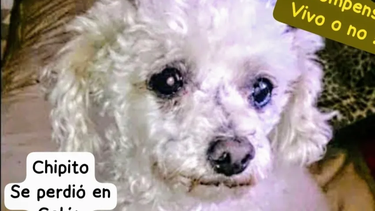 Chipito, el perrito ciego que se cayó a una acequia en Santa Lucía y se perdió