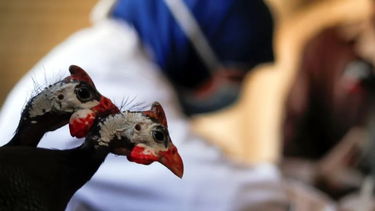 China reportó la primera muerte por una variante de la gripe aviar