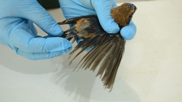 El Parque Faunístico cumple una importante tarea a la hora de la reinserción de los animales en su hábitat natural.