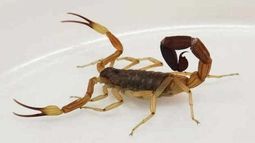 Alertan por proliferación de alacranes en el verano sanjuanino: mirá cómo evitar picaduras