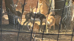 Las incertidumbres detrás del caso de los animales exóticos hallados en una granja de Pocito. Las incertidumbres detrás del caso de los animales exóticos hallados en una granja de Pocito.