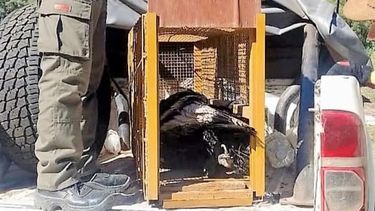 Valle Fértil: rescataron un cóndor herido y será llevado al Faunístico
