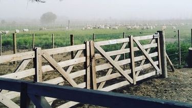 Un nuevo animal será criado y engordado en el Médano de Oro