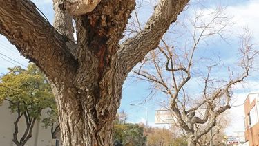Afirman que de los 187.000 árboles que hay en el Gran San Juan, 52.000 corren riesgo de caer.