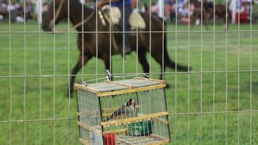 El Nene, espectador de lujo en el Festival Nacional de las Destrezas Criollas y el Folklore