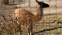 Secuestraron armas, drogas y animales silvestres en dos allanamientos en Pocito Secuestraron armas, drogas y animales silvestres en dos allanamientos en Pocito