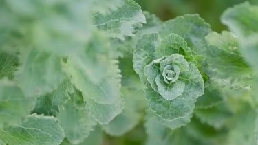 La stevia ha ganado terreno en los hogares de todo el país.