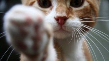 ¿Sos un amante de los animales? Sumate a esta jornada