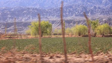Calingasta recupera hectáreas de ajo y la empacadora estatal